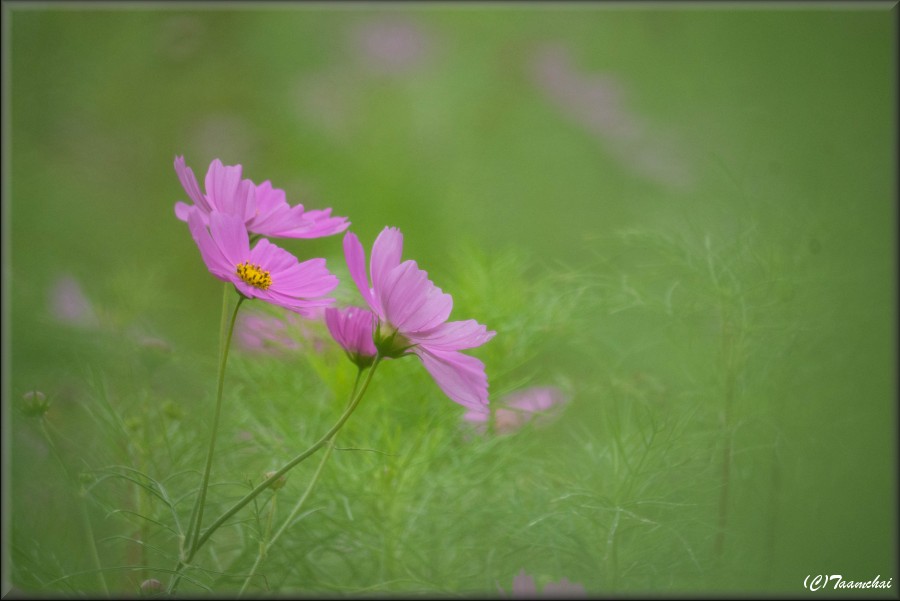 Cosmos
