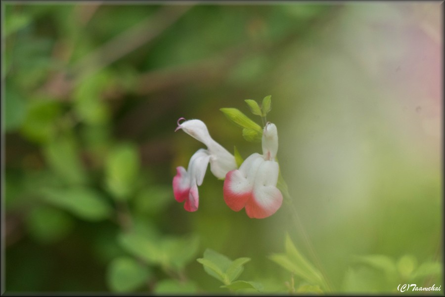Cherry^sage