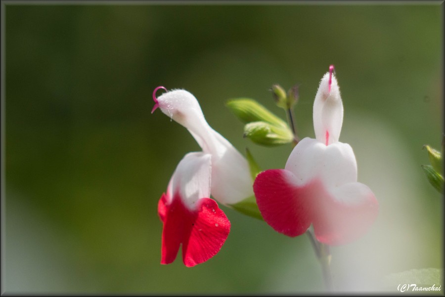 Cherry^sage
