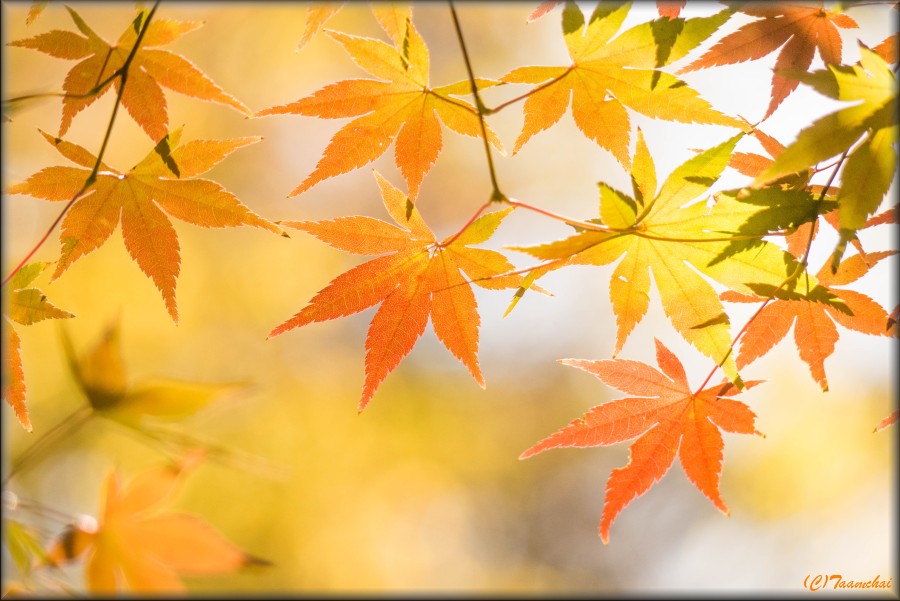 Momiji