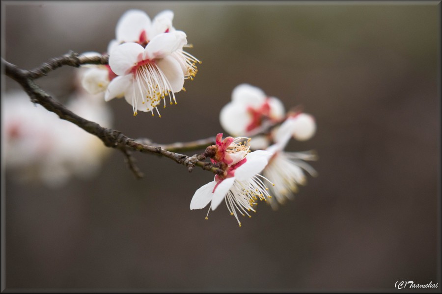 Hakubai