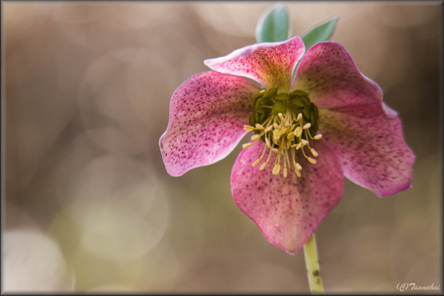 Xmas Rose