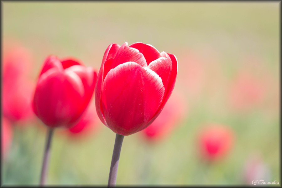 Tulip