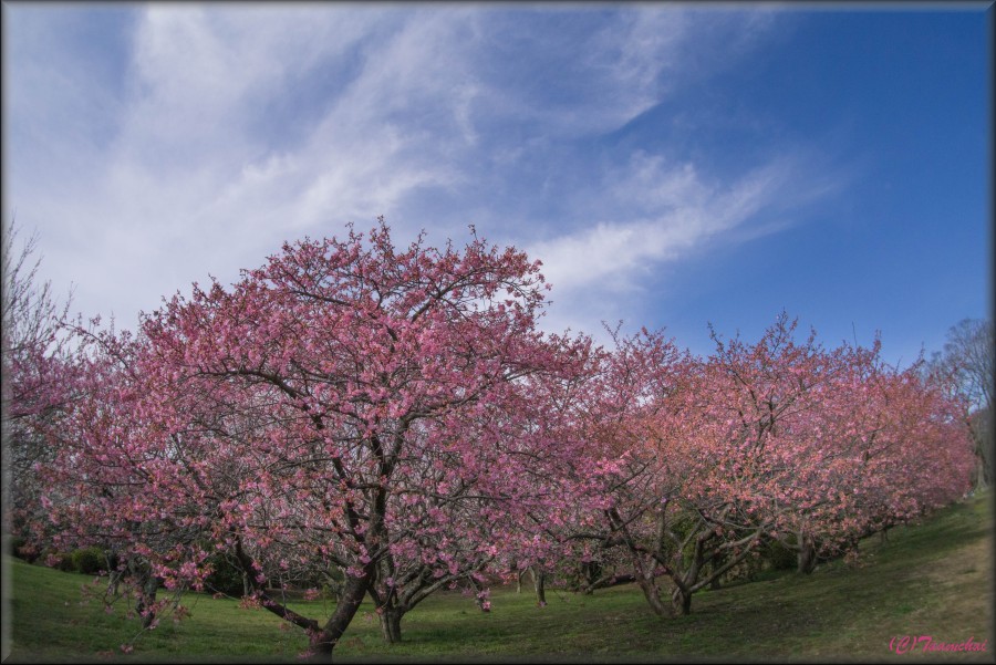 Kawazu-Zakura