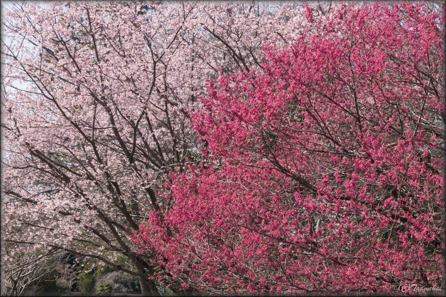 Kanhi-Zakura,Ookan-Zakura