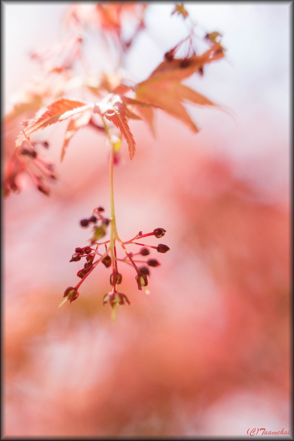 Momiji