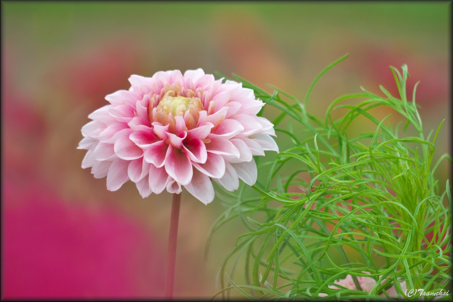 Dahlia