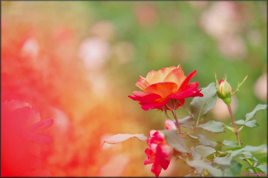 Rose