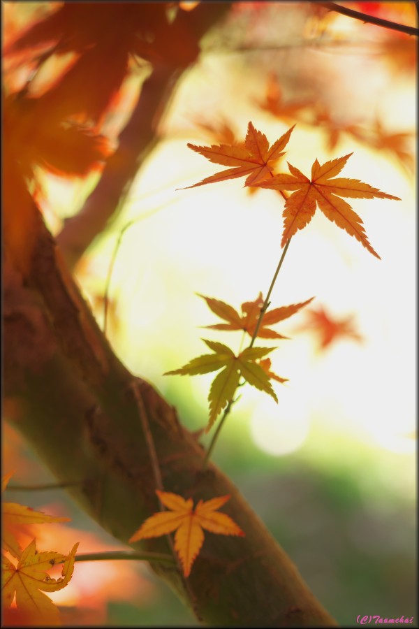 Momiji