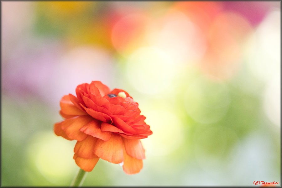 Rananculus