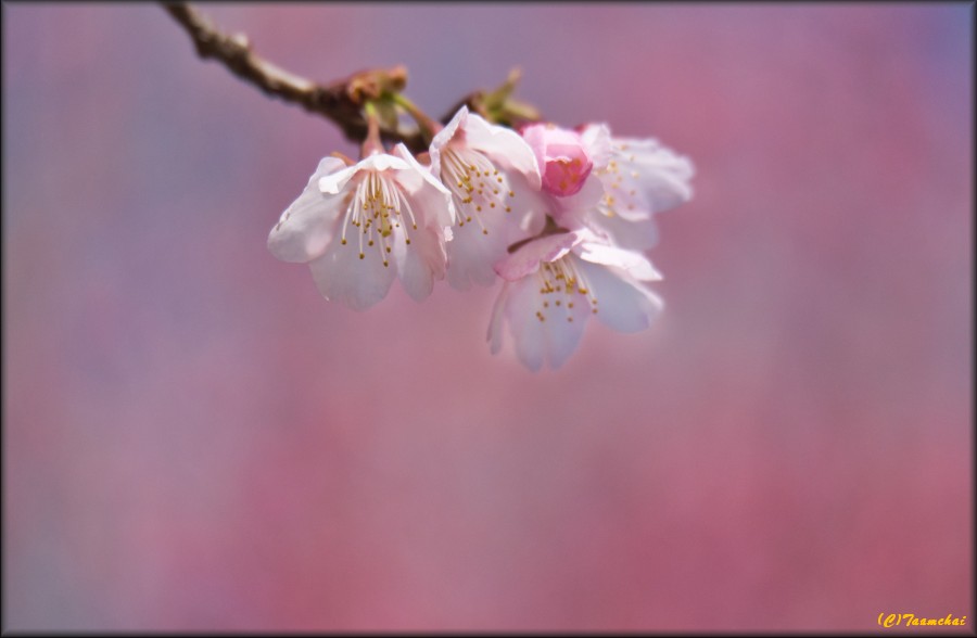 Ookan-Zakura