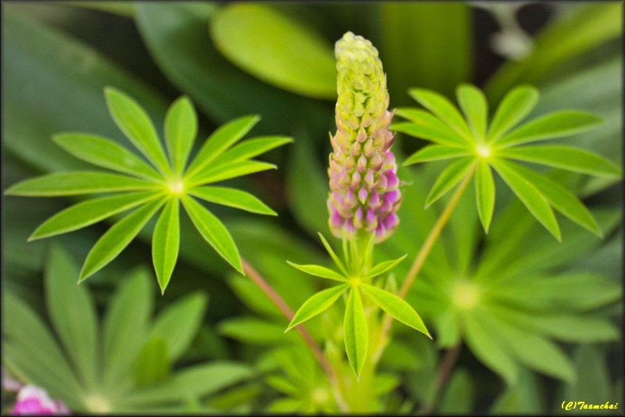 Lupinus