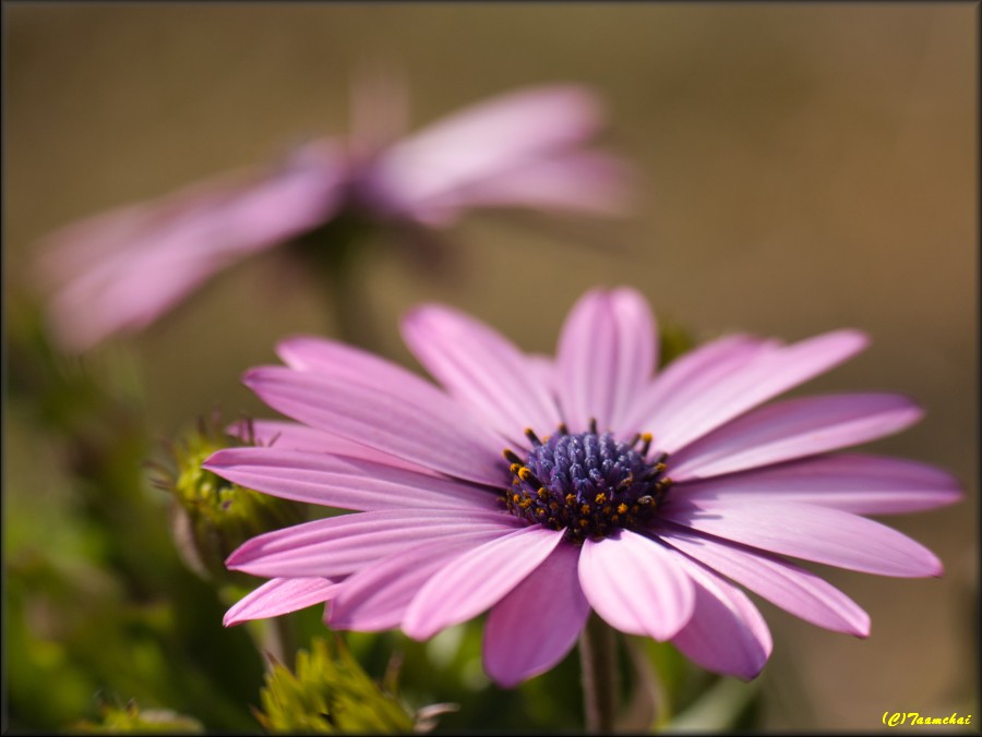 Osteospermum