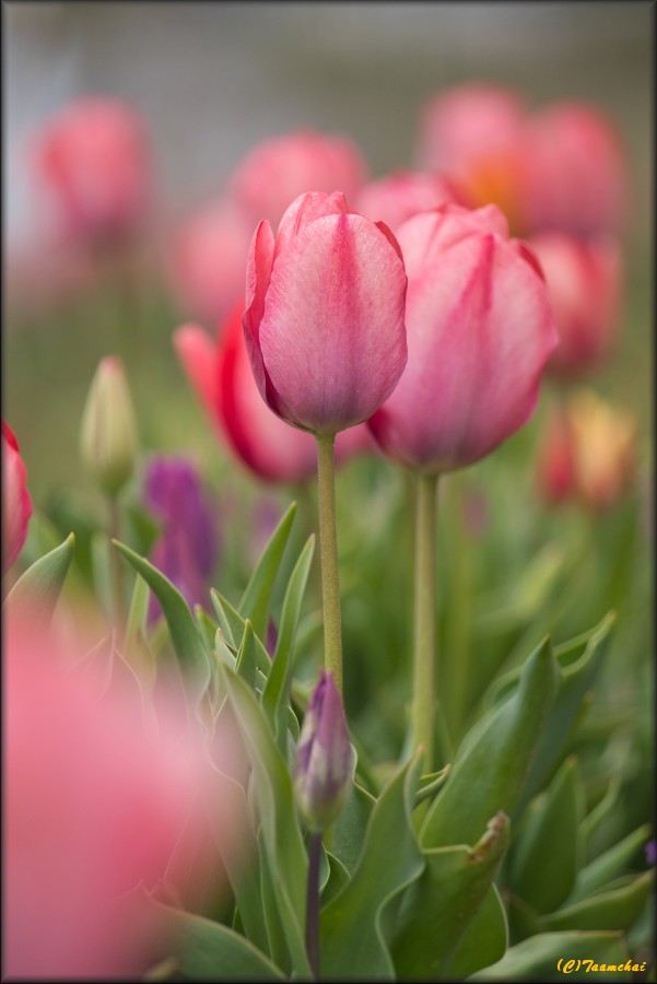 Tulip