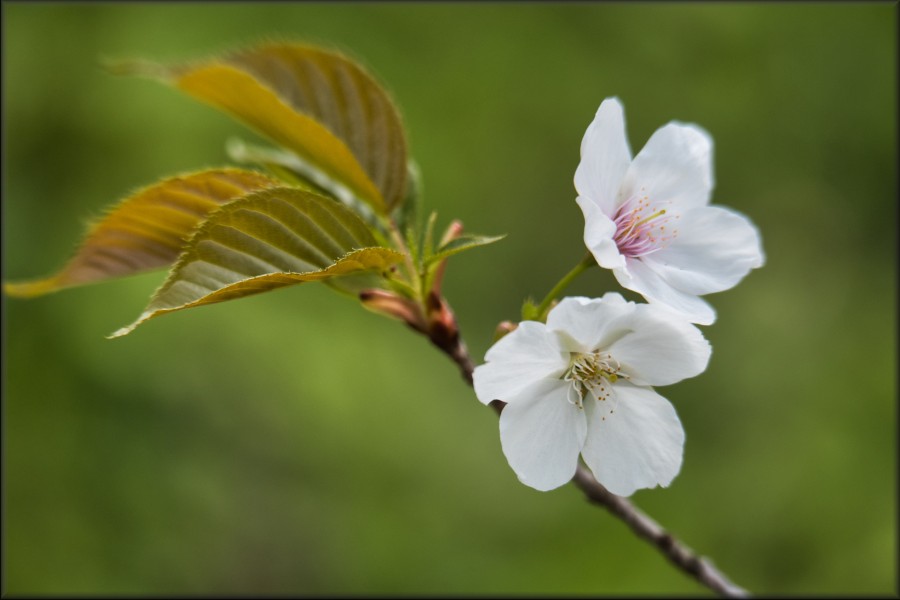Yama-Zakura