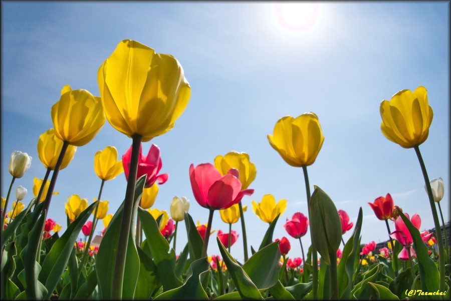 Tulip