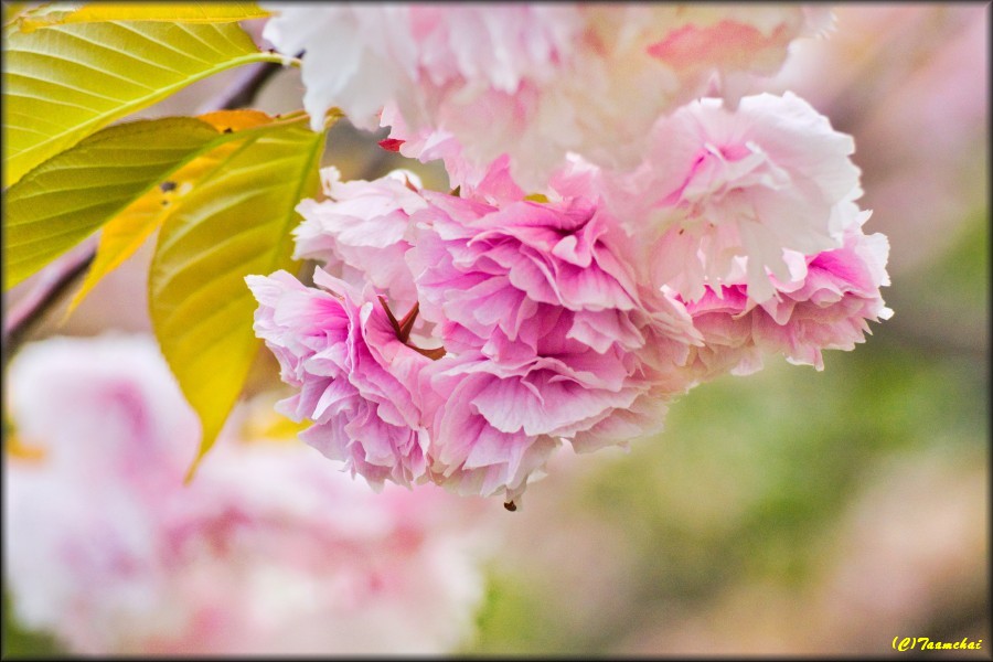 Yae-Zakura