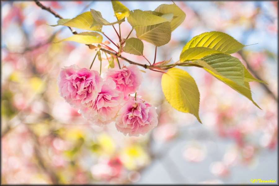 Yae-Zakura