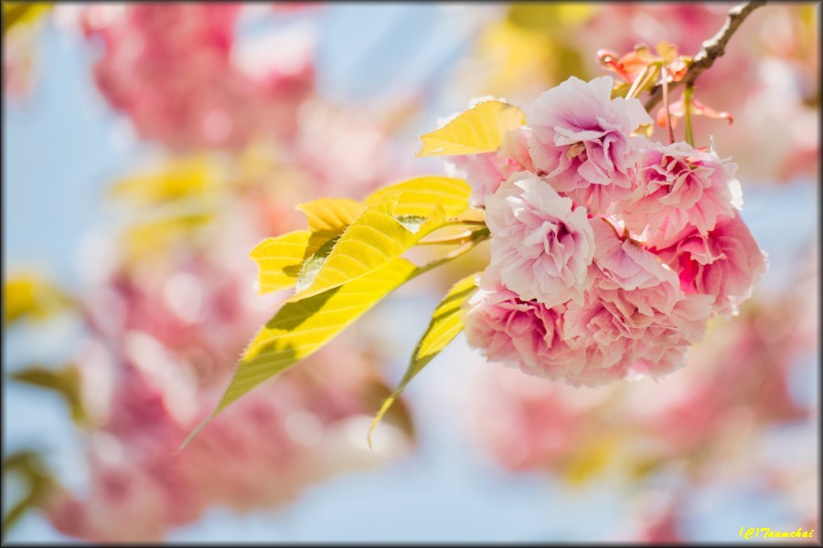 Yae-Zakura