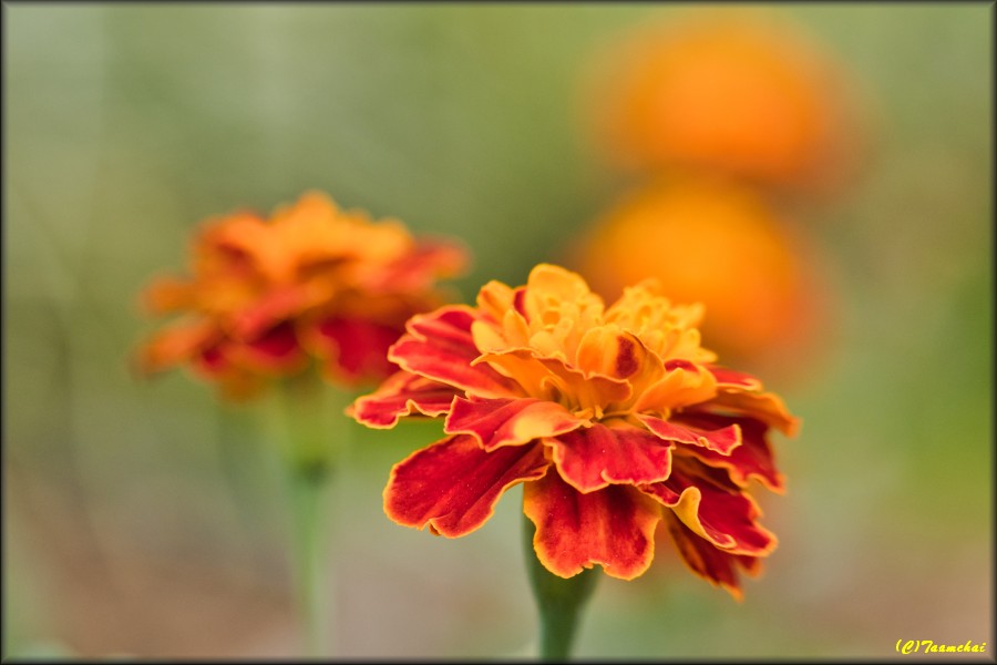Marigold
