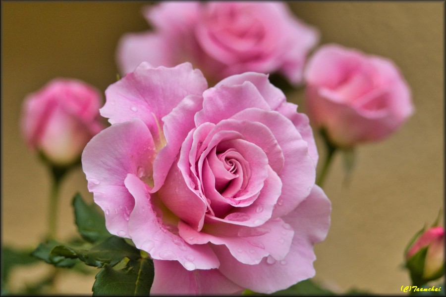 Rose