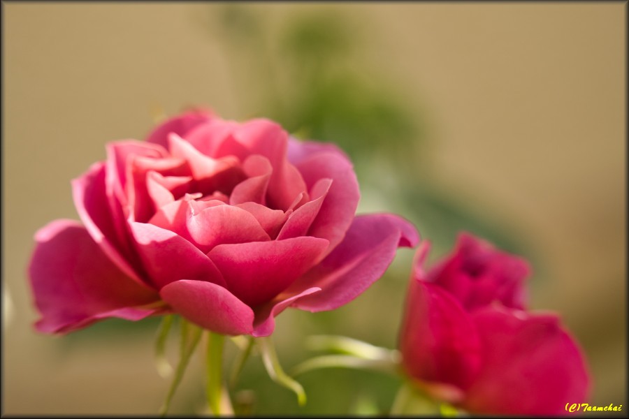 Rose
